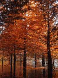 承包紅杉林、古村與銀杏,這條路線美得省心又清澈