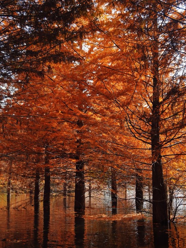 承包紅杉林、古村與銀杏,這條路線美得省心又清澈 承包紅杉林、古村與銀杏,這條路線美得省心又清澈