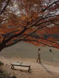 上海植物園紅葉撿秋墜美機位