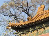 愛上金陵的秋(五)