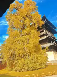 濮院賞秋地圖|拍出明星同款大片!