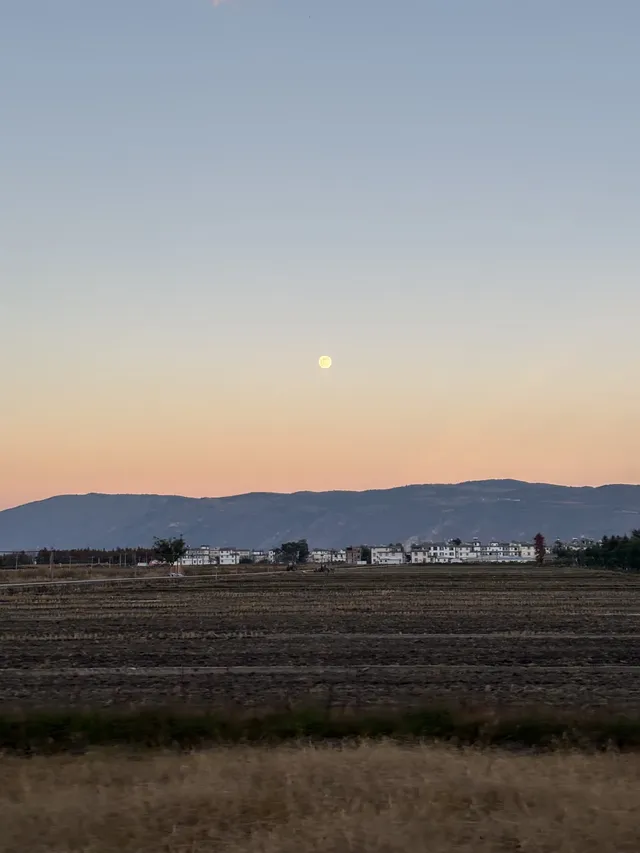 12月的洱海邊,彩林和海鷗也太配了吧 12月的洱海邊,彩林和海鷗也太配了吧