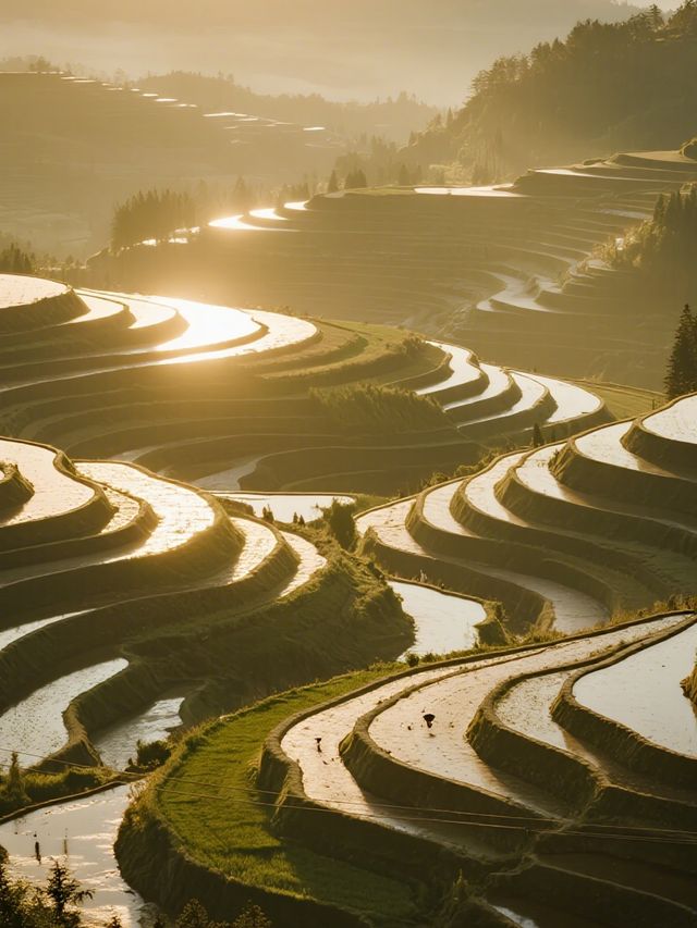 雲和梯田親子冬遊|免排隊看霧淞日出攻略 雲和梯田親子冬遊|免排隊看霧淞日出攻略