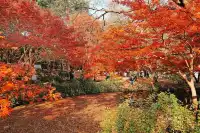 被驚艷到了!不用出滬也能欣賞到紅楓美景!