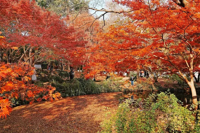 被驚艷到了!不用出滬也能欣賞到紅楓美景! 被驚艷到了!不用出滬也能欣賞到紅楓美景!