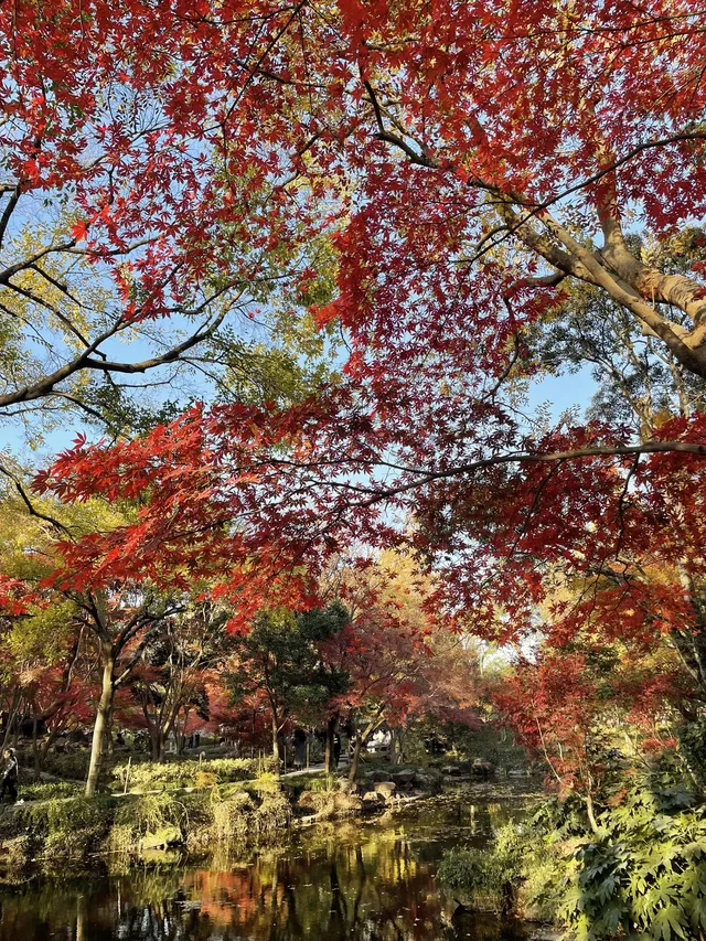 12月3日實況無濾鏡,秋意濃時楓葉紅 12月3日實況無濾鏡,秋意濃時楓葉紅