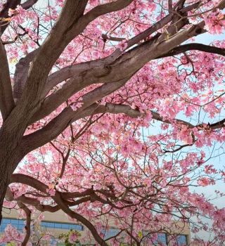 파사디나 봄꽃 바다