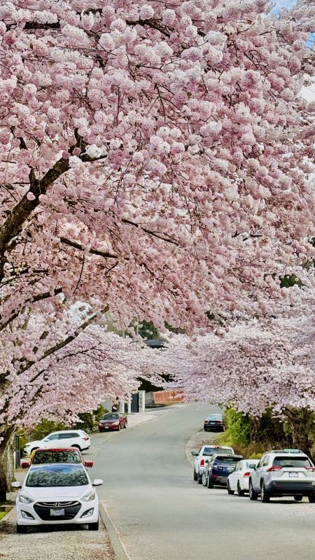 バンクーバー桜手記⑨｜この坂の春色は、本気で咲いている | Trip.com
