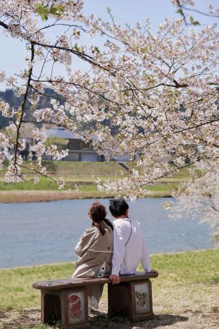 Kakunodate | Seizing the last moments of cherry blossom season, successfully renewing the contract for spring.