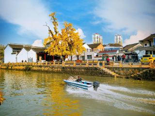 Ancient trees of the Three Kingdoms by Taihu Lake | Zhou Tie ancient ginkgo, a golden tree telling a thousand years of history