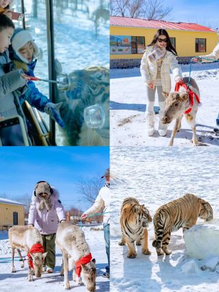 6 days, 5 nights in the Lesser Khingan Mountains! This Harbin + Yichun family camp is amazing