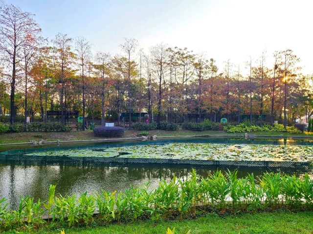 【市區看紅葉🍂~青衣公園】
