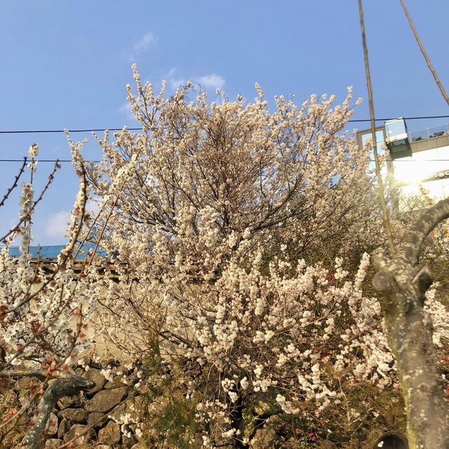 양산 원동 매화축제 순매원❣️
