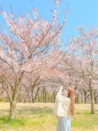 벚꽃 최애 스팟, 사천 선진리성🌸