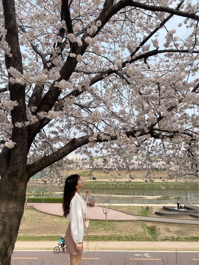 봄을 제대로 느낄 수 있는 벚꽃맛집 안양천🌸💗
