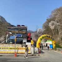 대전 근교 벚꽃 축제 계룡산국립공원