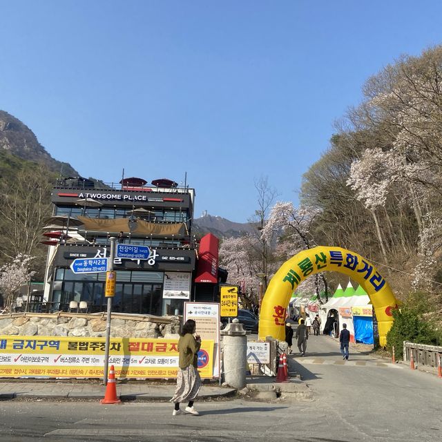 대전 근교 벚꽃 축제 계룡산국립공원