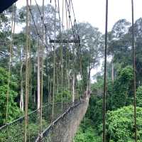 Ghanaian Gem 💎🇬🇭 | Kakum National Park 😍