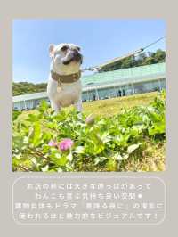 【横須賀】わんこと行けるおしゃれランチ🌿