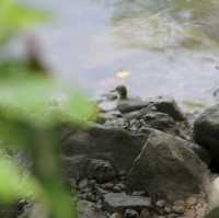 Wildlife at Sungei Buloh