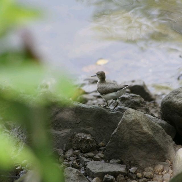 Wildlife at Sungei Buloh