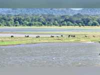 🐘 Sighting in Minneriya National Park 🇱🇰