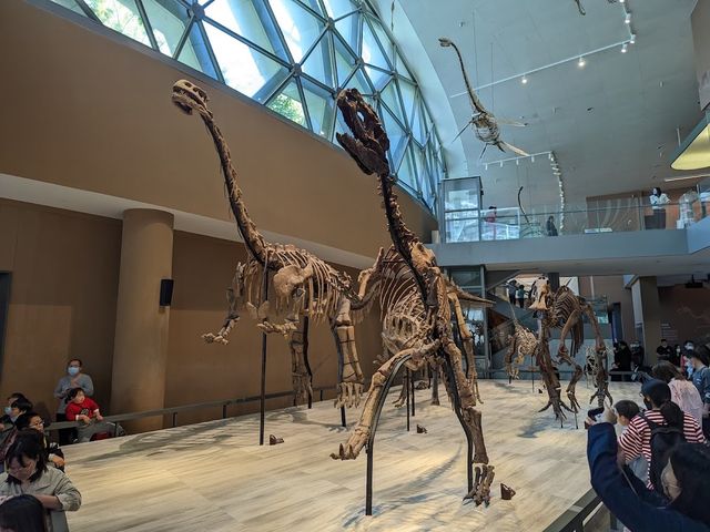 Shanghai Natural History Museum 🦕✨