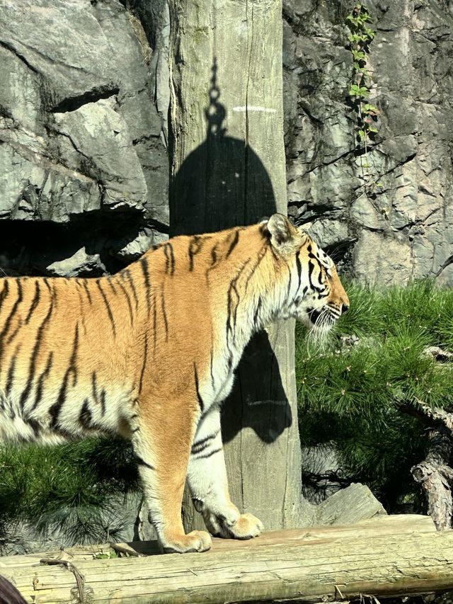 귀여운 동물들을 맘껏 볼 수 있는 에버랜드 사파리🐯
