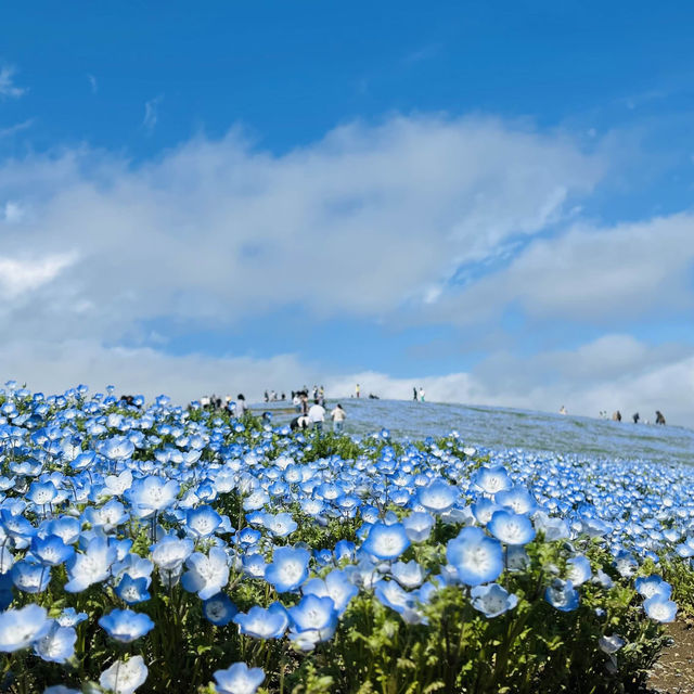 Hitachi Seaside Park Ibaraki