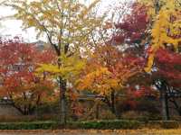 The colours at Sungkyungkwan University