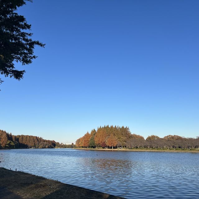 関東にもこんな美しい紅葉見れるぞ