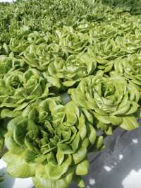 參觀粉嶺鶴藪永霖花園及水耕菜場