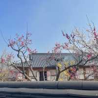 사람보다 벚꽃이 더 많은 공주 벚꽃 스팟모음🌸
