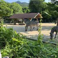 韓國必到景點首爾動物園