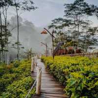 Ngillingo Tea Plantation, Jogjakarta