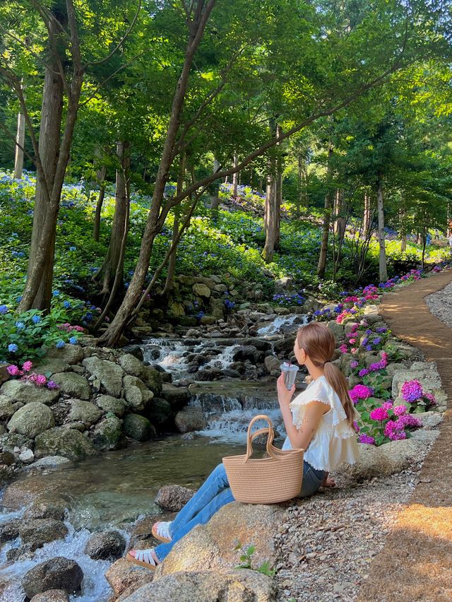 [보성] 전국에서 제일가는 수국 맛집, 윤제림💐