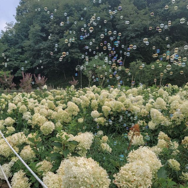만개한 유럽수국을 볼 수 있는 카페 청주 프레이밍!