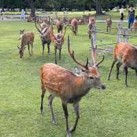 Oh deer! Thousands of deer at Nara Park 🦌