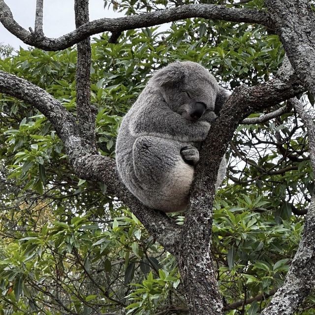 Beautiful Zoo in Sydney 