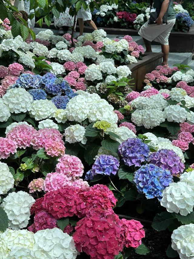 Miracle of natural ระยอง
