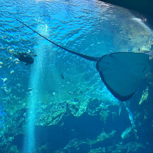 【相聚於水】台灣桃園 X Park 水族館:浸入海底奇觀 【相聚於水】台灣桃園 X Park 水族館:浸入海底奇觀