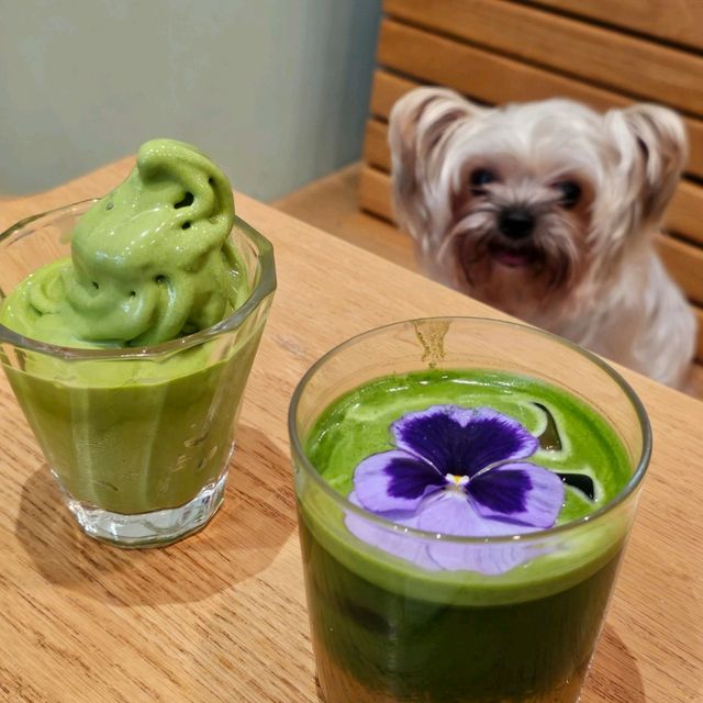 ⭐星街小區慈善寵物市集🐶🐱