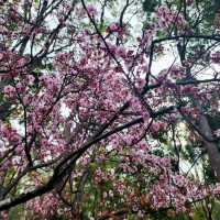 Sakura festival in Sydney