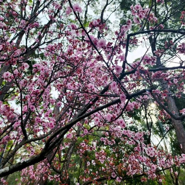 Sakura festival in Sydney