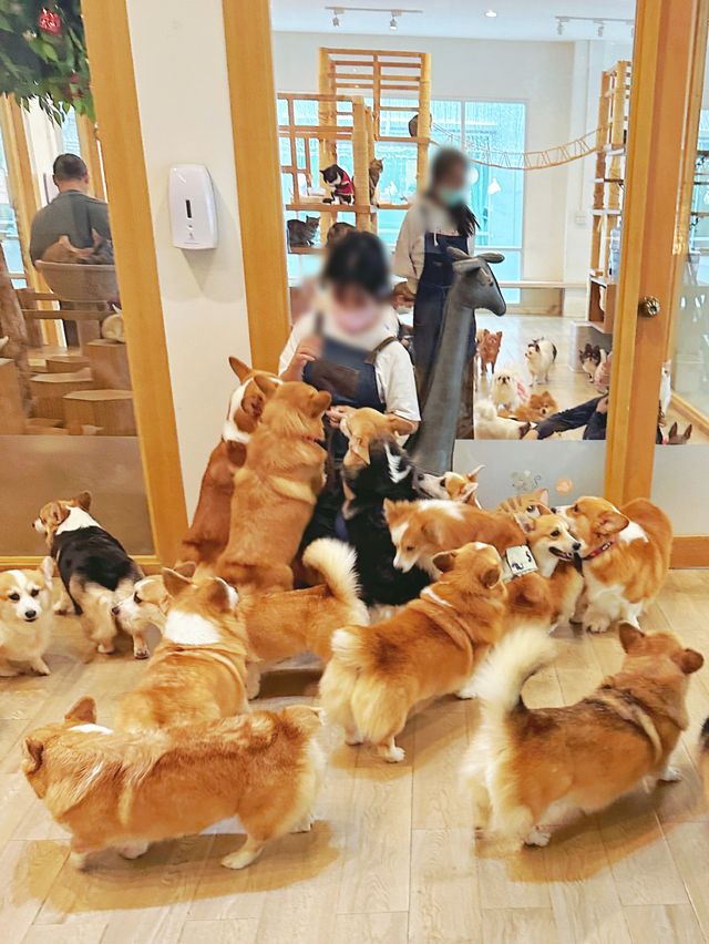 在曼谷親親哥基🐶和小浣熊🦝
