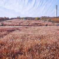 Beautiful autumn view at Haneul Park 