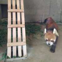 おとぎの国？野生動物を見た人間の感想がだいたい「美味しそう」