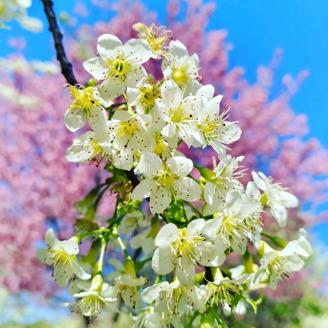 ดอกพญาเสือโคร่งสีขาว