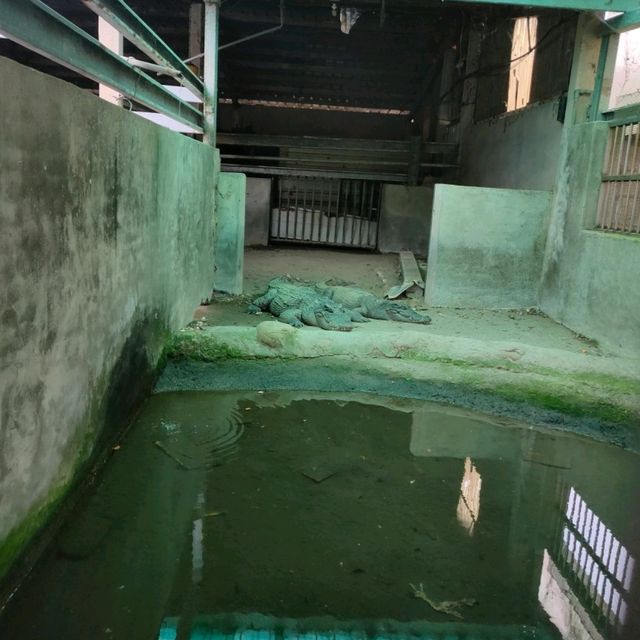媲美動物園的台灣山豬城