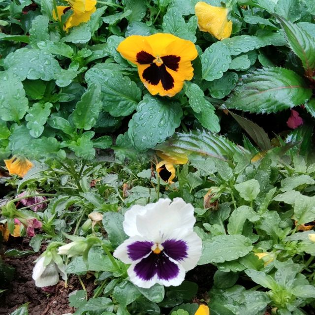 春暖花開~百花齊放~花團錦簇~爭相競艷